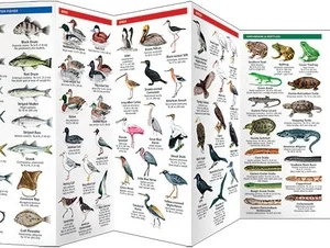 Tampa Bay Wildlife Pocket Guide