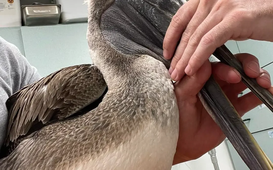 Brown Pelican Entangled in Hooks and Fishing Line