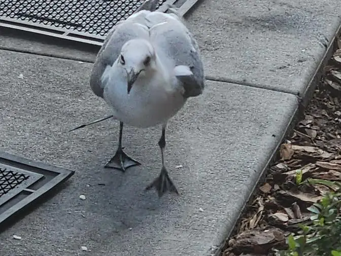 Laughing Gull Shot with Blow Dart in Recovery